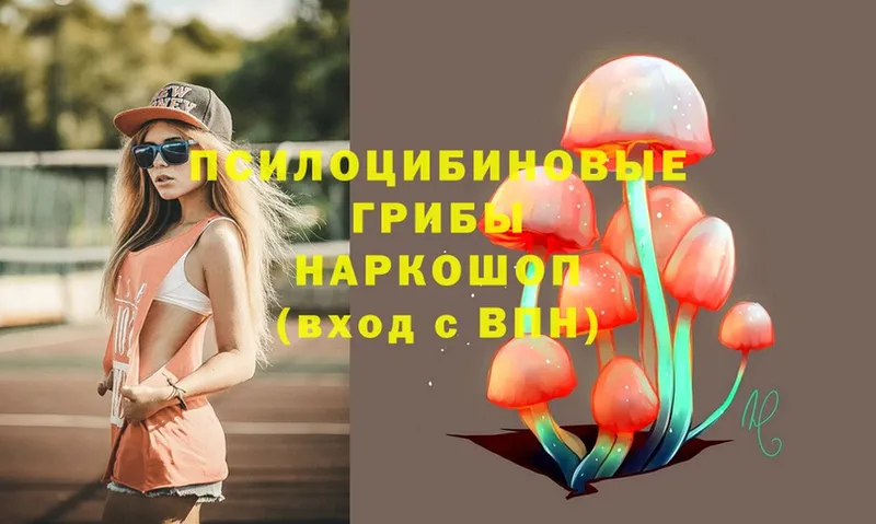 ссылка на мегу как войти  Курчатов  Псилоцибиновые грибы Psilocybine cubensis 